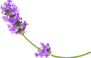 Lavanda e Alfazema