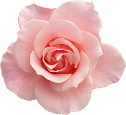 Rosa e Algodão
